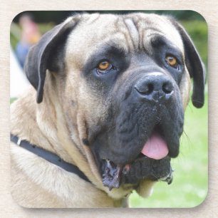 Bullmastiff Coaster