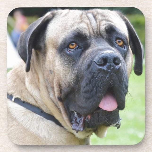 Bullmastiff Coaster (Front)