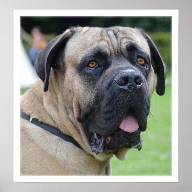 Bullmastiff Face Poster (Front)