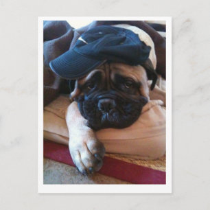 Bullmastiff Pablo postcard 2