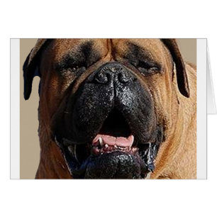 bullmastiff.png