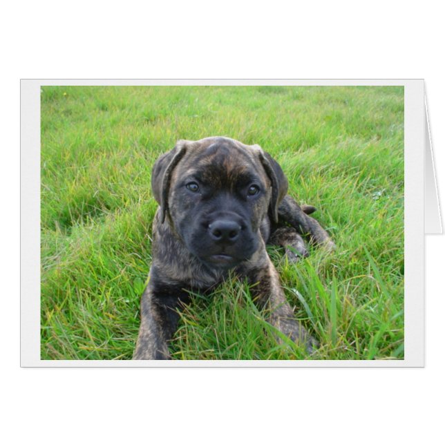 Bullmastiff_puppy 2.png (Front Horizontal)