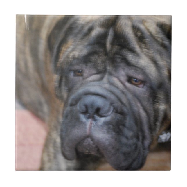 Bullmastiff Tile (Front)