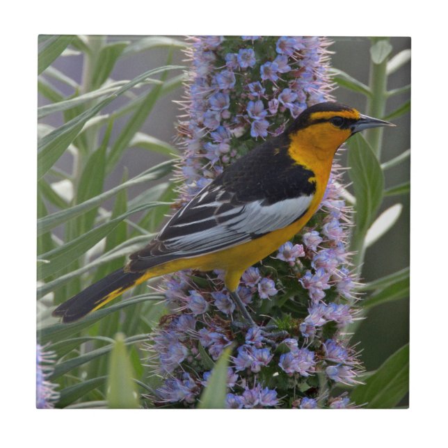 Bullock's Oriole Tile (Front)