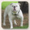 Bullodg Coasters