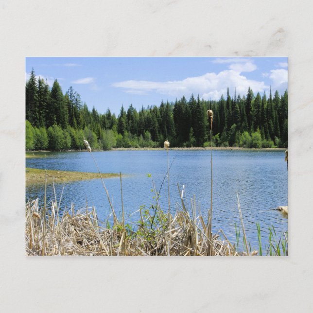 Bullrush - Marshall Lake Postcard (Front)