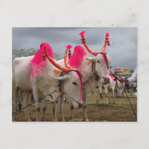 Bulls at a cattle market in rural India Postcard