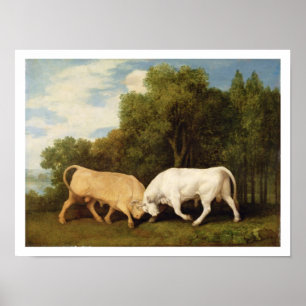 Bulls Fighting, 1786 (oil on panel) Poster