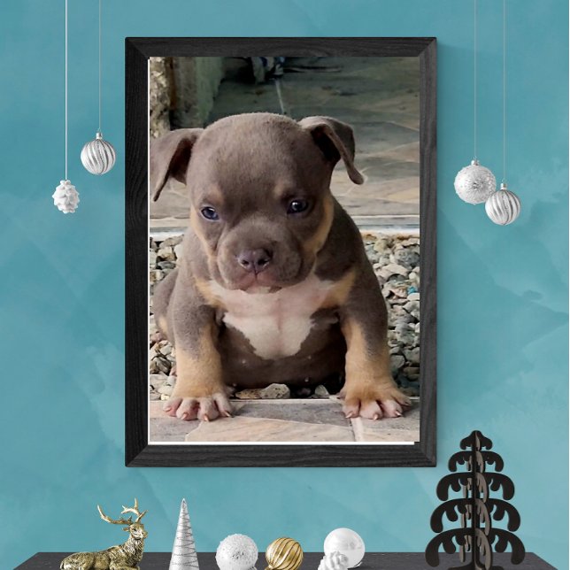 Bully breed puppy poster (Creator Uploaded)