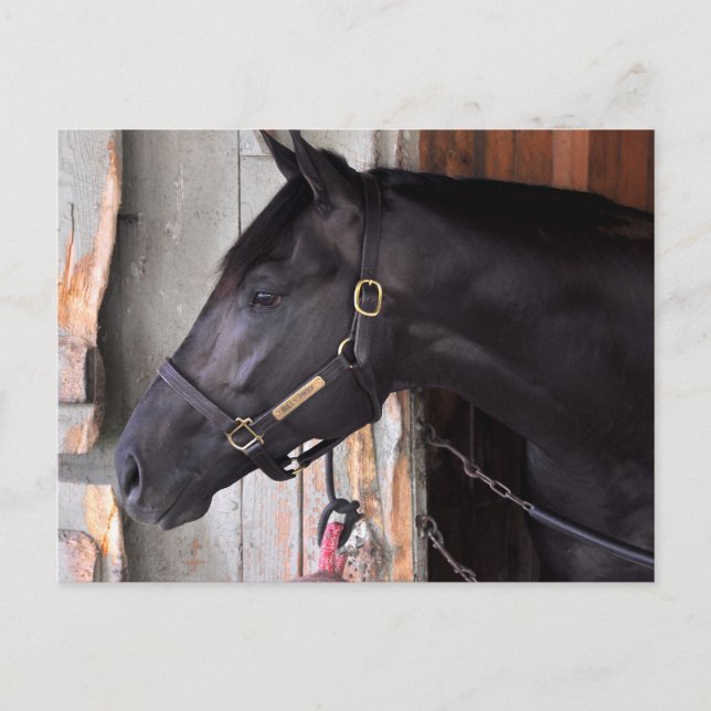 Bully Proof by Bellamy Road-Flaming Slew Postcard (Front)