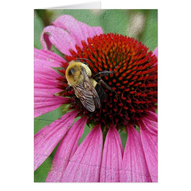 Bumble Bee 2 (Front)