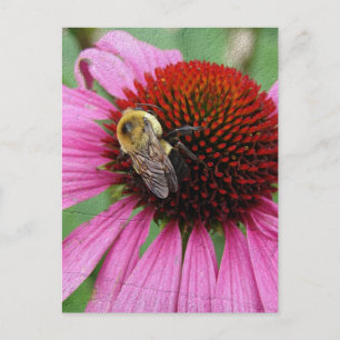 Bumble Bee 2 Postcard