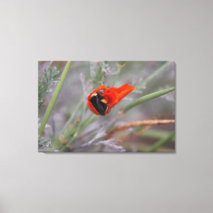 Bumble bee asleep in a California poppy  Canvas Print