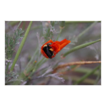 Bumble bee asleep in a California poppy Poster