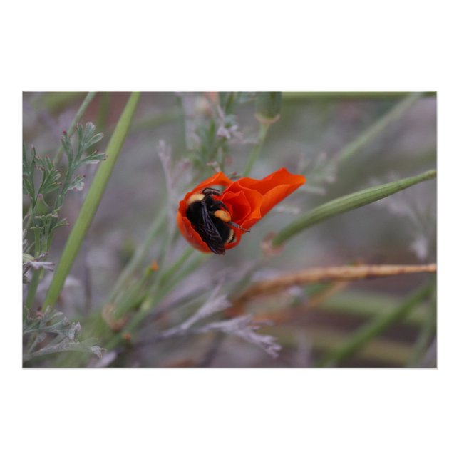 Bumble bee asleep in a California poppy Poster (Front)