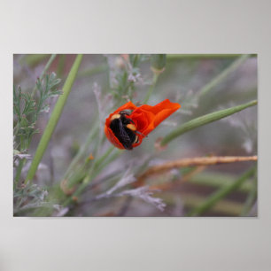 Bumble bee asleep in a California poppy Poster