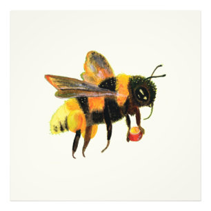 Bumble Bee carrying pollen Photo Print