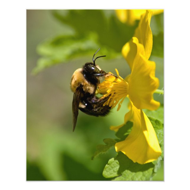 Bumble Bee Closeup Photo Print (Front)