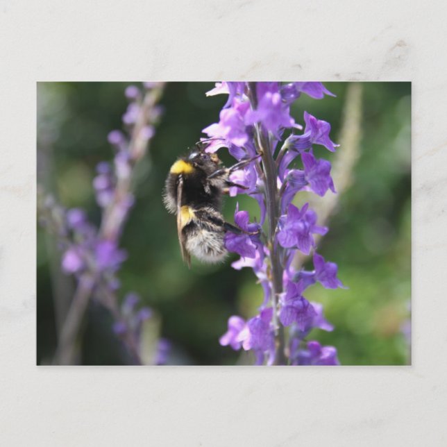 Bumble Bee Collecting Pollen Post Card (Front)