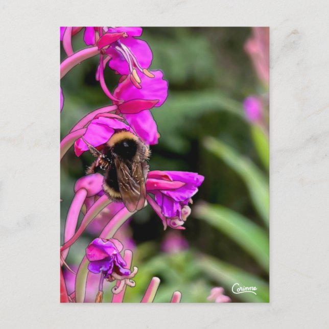 Bumble Bee Fireweed - Postcard (Front)