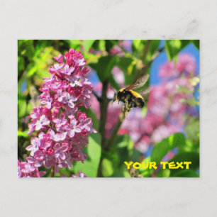 Bumble Bee hovering over Lilacs Postcard