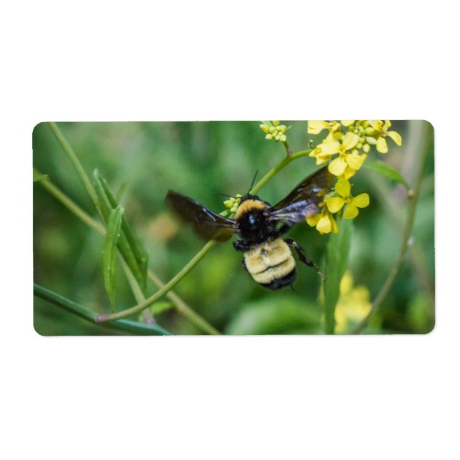 Bumble Bee in Flight (Front)