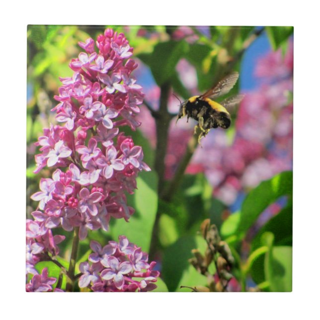 Bumble Bee Landng on Lilacs Tile (Front)