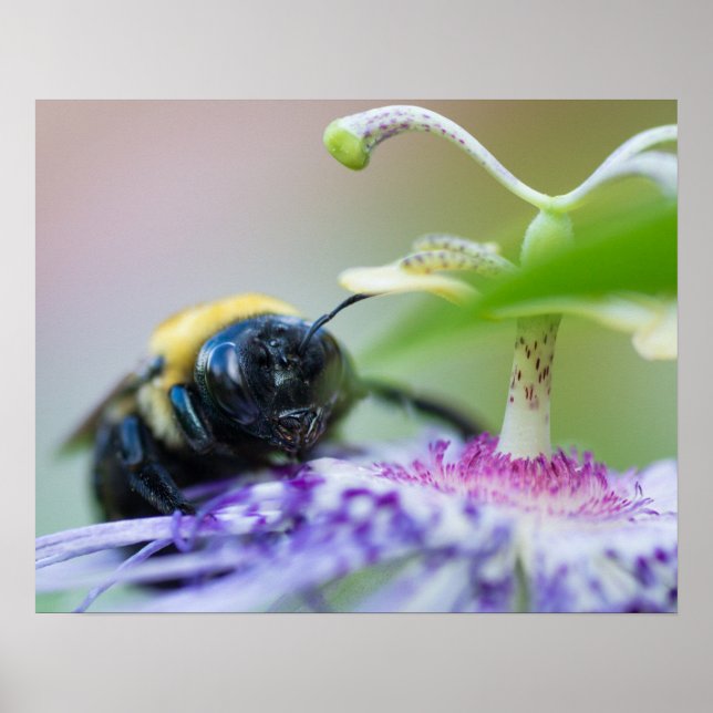 Bumble Bee macro photograph Poster (Front)