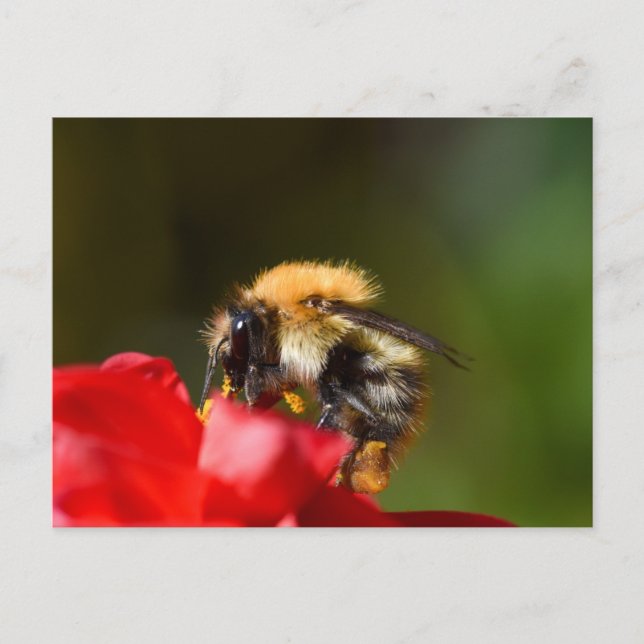 Bumble Bee On A Dahlia  Postcard (Front)