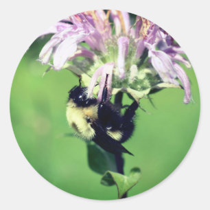 Bumble Bee On Bee Balm Flower  Classic Round Sticker