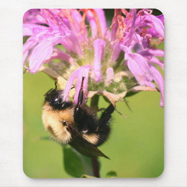 Bumble Bee On Bee Balm Flower  Mouse Mat (Front)