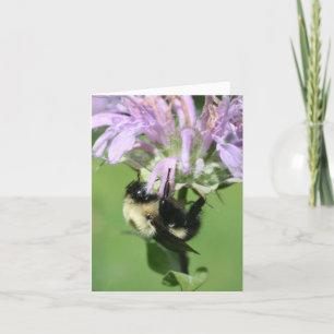 Bumble Bee On Bee Balm Flower Photography Note Card