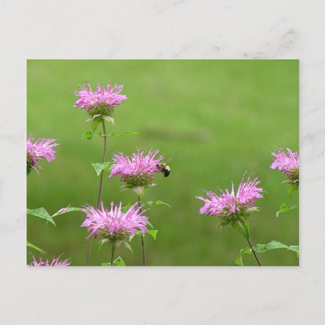 Bumble Bee on Bee Balm Flower Postcard (Front)