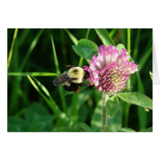 Bumble Bee on Clover All Occasion Blank Greeting (Front Horizontal)