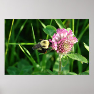 Bumble Bee on Clover Poster