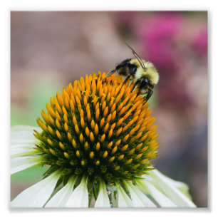 Bumble Bee on Coneflower Square Print