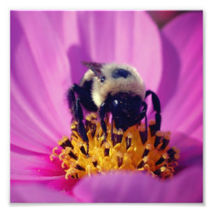 Bumble Bee On Cosmos Flower 8x8 Photo Print