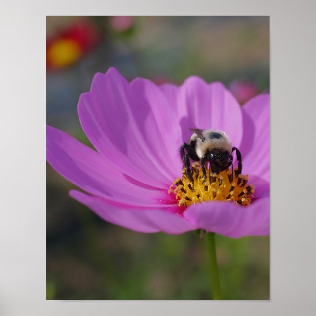 Bumble Bee On Cosmos Flower Nature Poster (Front)