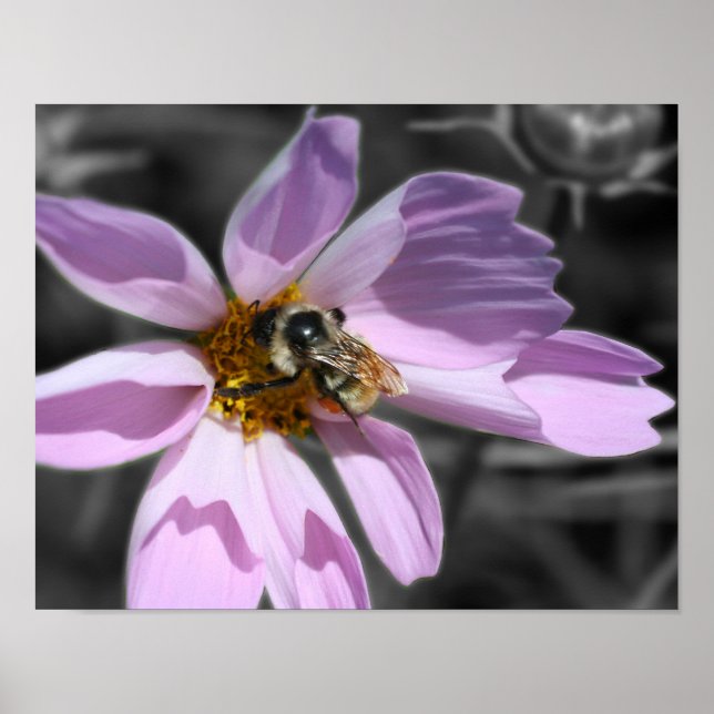 Bumble Bee On Cosmos Flower Partial Colour Poster (Front)