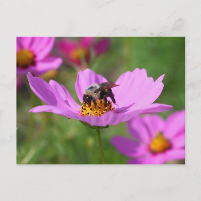 Bumble Bee On Cosmos Flower Postcard (Front)