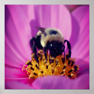 Bumble Bee On Cosmos Flower Poster