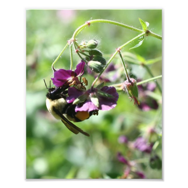 Bumble Bee On Flower 8x10  Photo Print (Front)