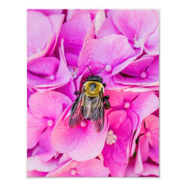 Bumble Bee On Hydrangea Photo Print (Front)