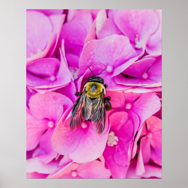 Bumble Bee On Hydrangea Poster (Front)