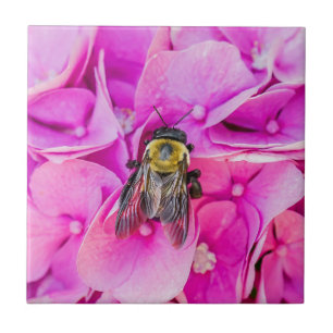 Bumble Bee On Hydrangea Tile