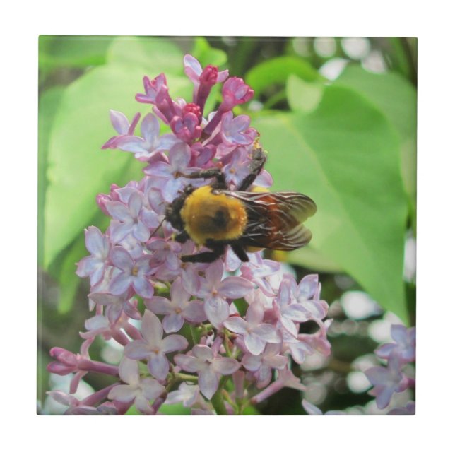 Bumble Bee on Lilac Tile (Front)