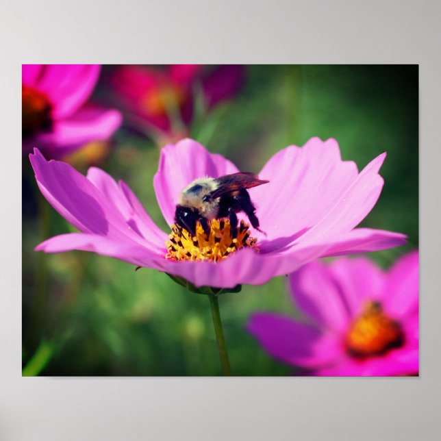 Bumble Bee On Pink Cosmos Flower Close Up Poster (Front)