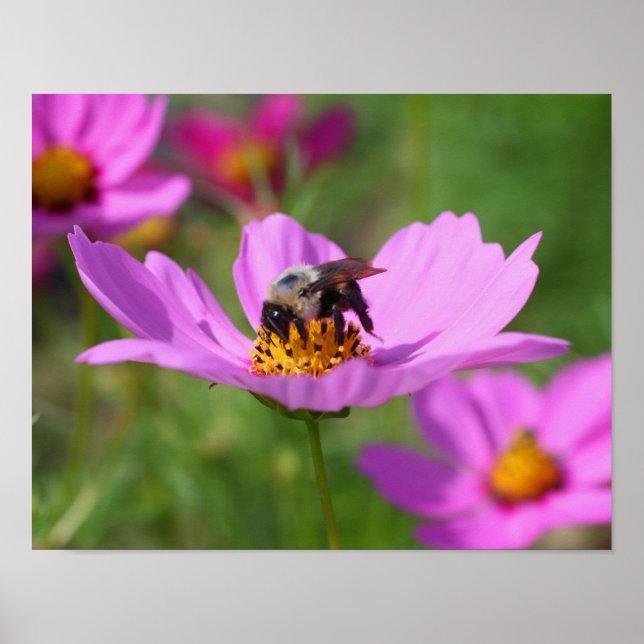 Bumble Bee On Pink Cosmos Flower Poster (Front)