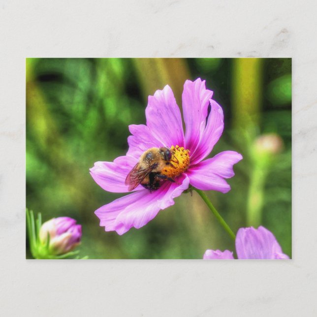 Bumble Bee on Pink Cosmos Postcard (Front)