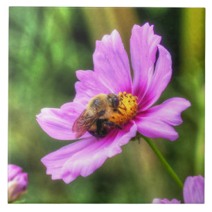Bumble Bee on Pink Cosmos Tile